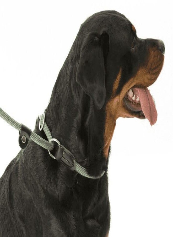 نوترا بت طوق ومقود انزلاقي 3 في 1 من نوترابيت للكلاب | طوق ومقود قابل للتعديل | حبل نايلون متين للتدريب والمشي | أخضر | صغير - Image 3